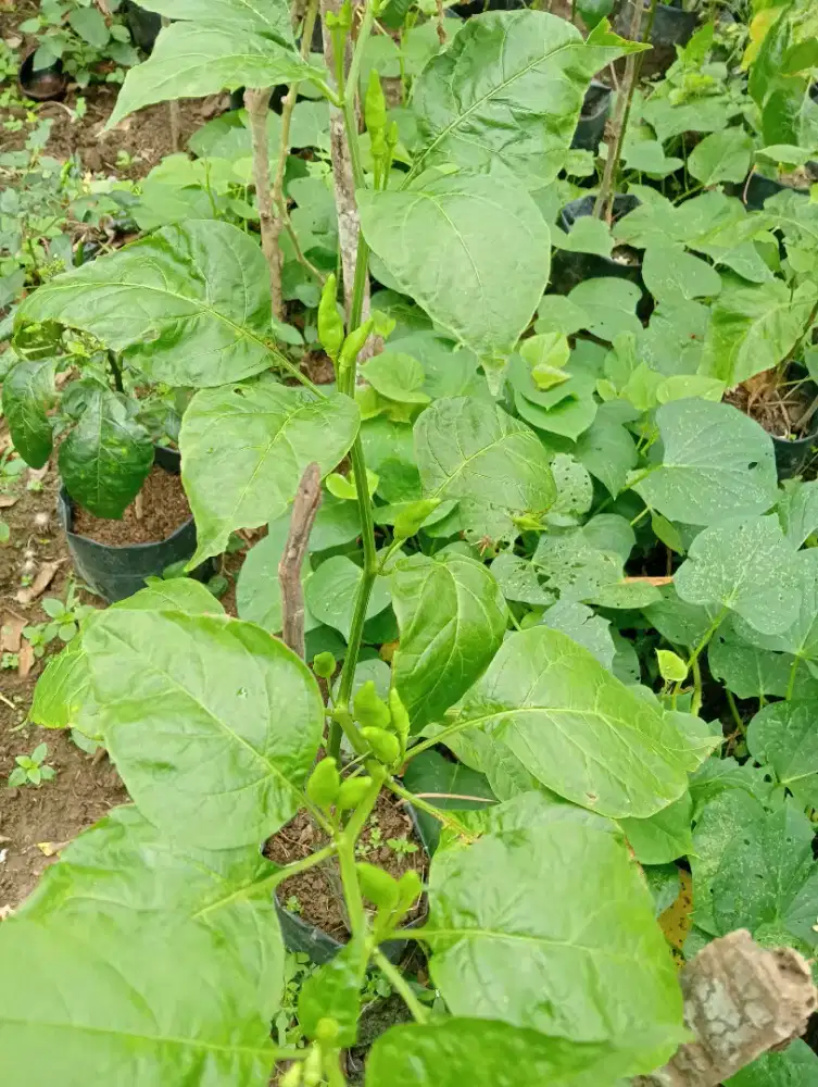 Tanaman cabe rawit berbuah