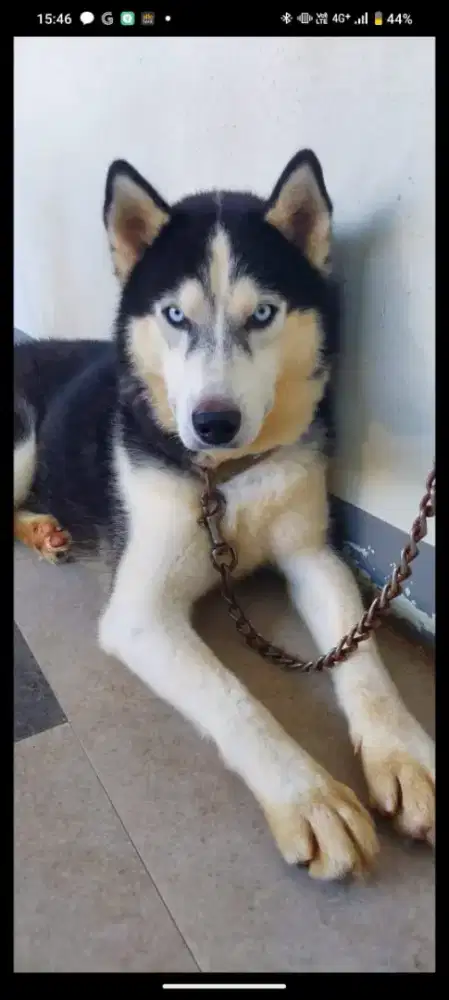 Anjing Siberian husky