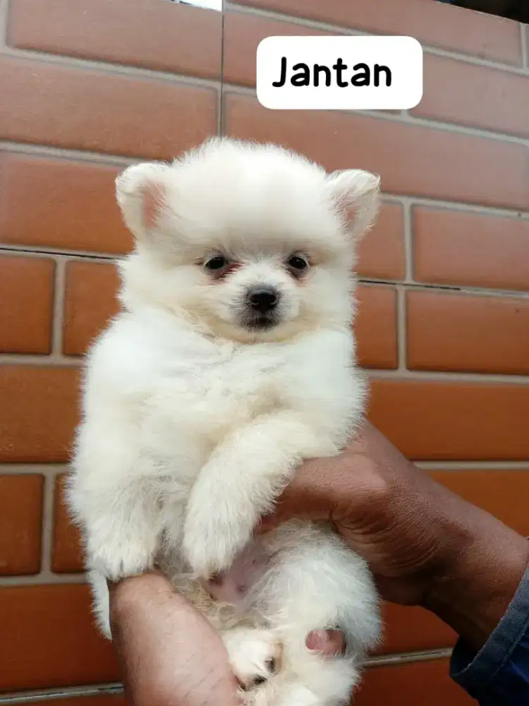 Anak Anjing Minipom