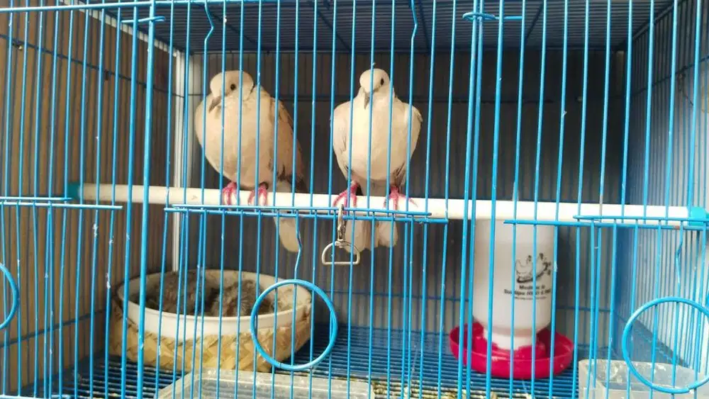 jual burung puter sepasang