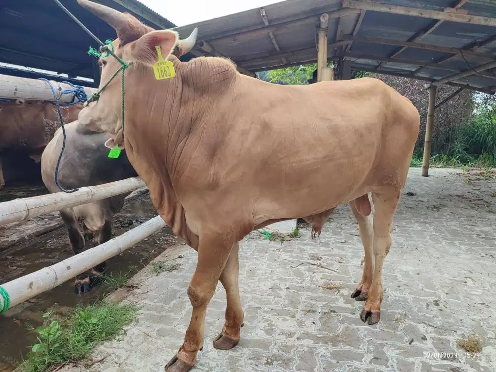 tabungan 5jt/bln 5x sapi kurban 350kiloan timbang riil jamin manteb ok