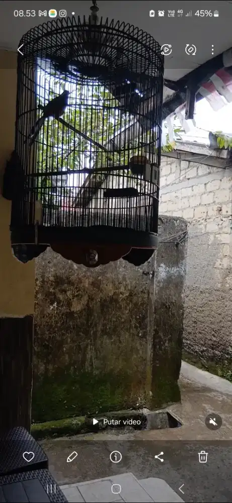 Jual burung murai medan