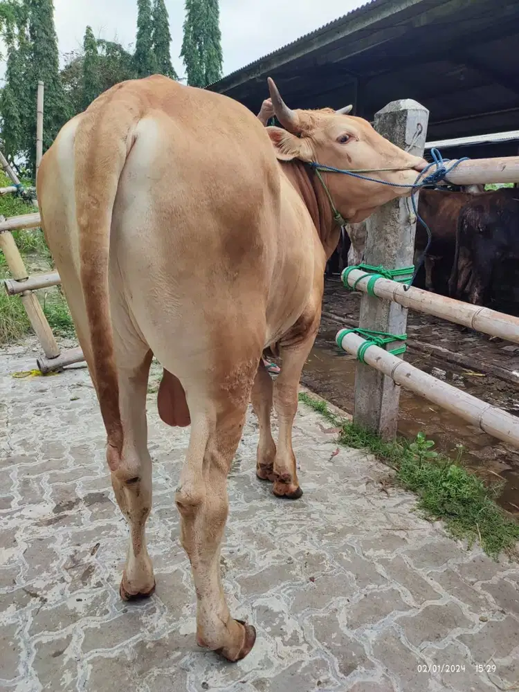 tabungan 5jt/bln 5x sapi qurban 350kiloan timbang riil jamin manteb ok