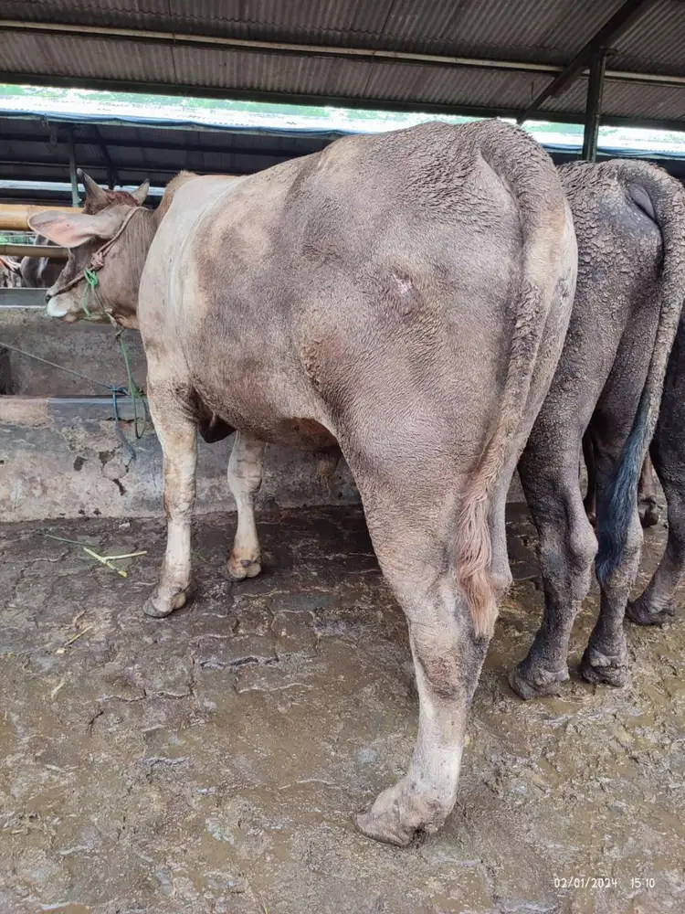 tabungan sapi 5jt/bln 5x sapi qurban 350kiloan timbang riil jamin puas
