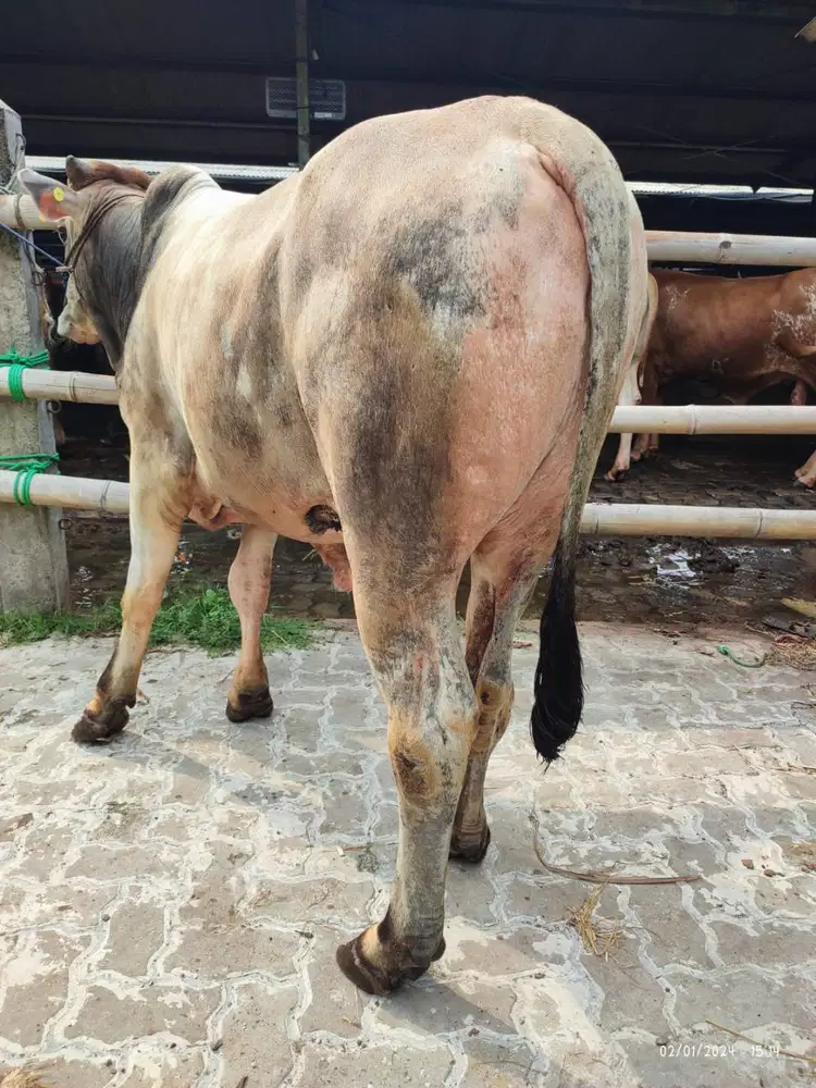 cicilan 5jt/bln 5x sapi kurban 350kiloan timbang riil jamin manteb top