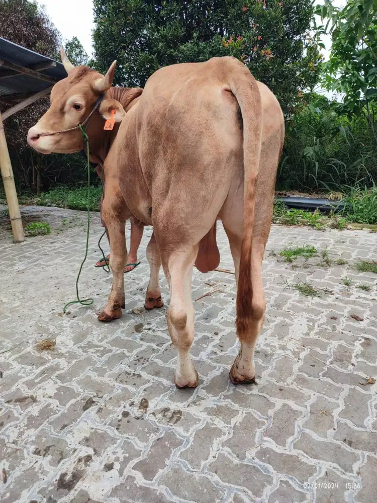 cicilan 5jt/bln 5x sapi qurban 350kiloan timbang riil jamin manteb top