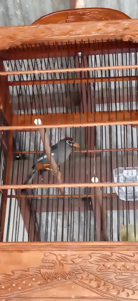 Burung poksai Mandarin gacor