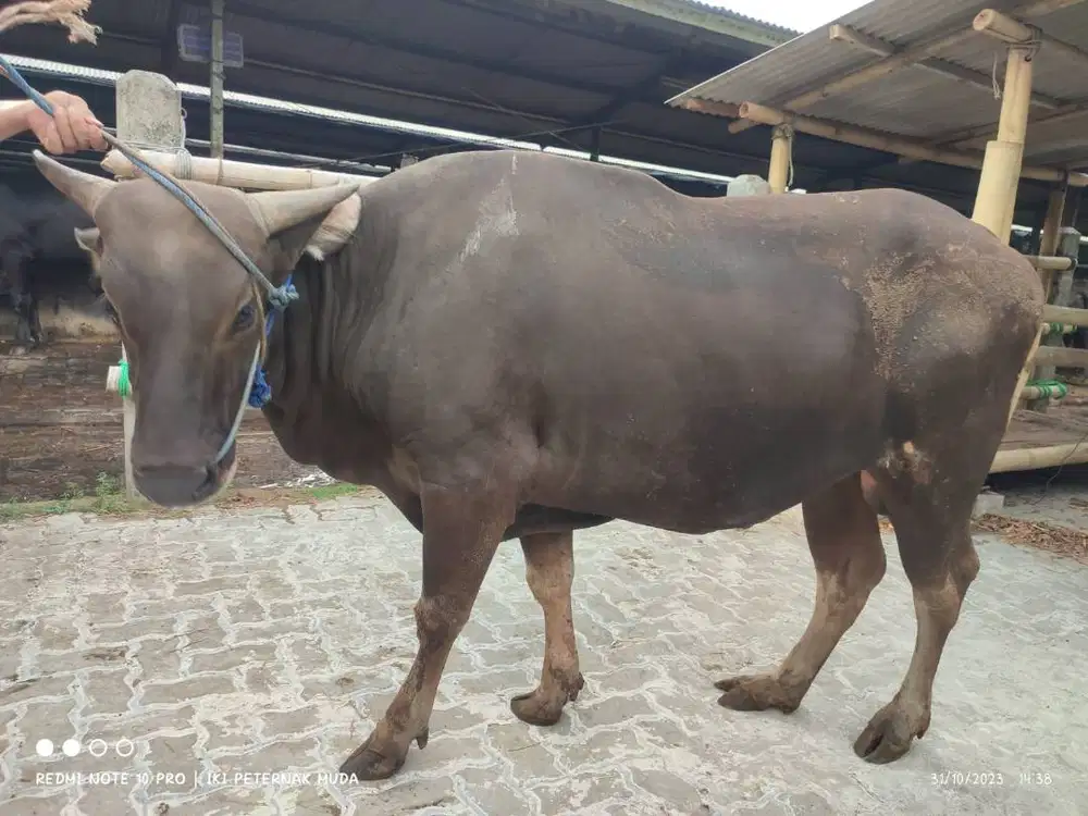 cicilan 5jt/bln 5x sapi kurban 350kiloan timbang riil jamin manteb top