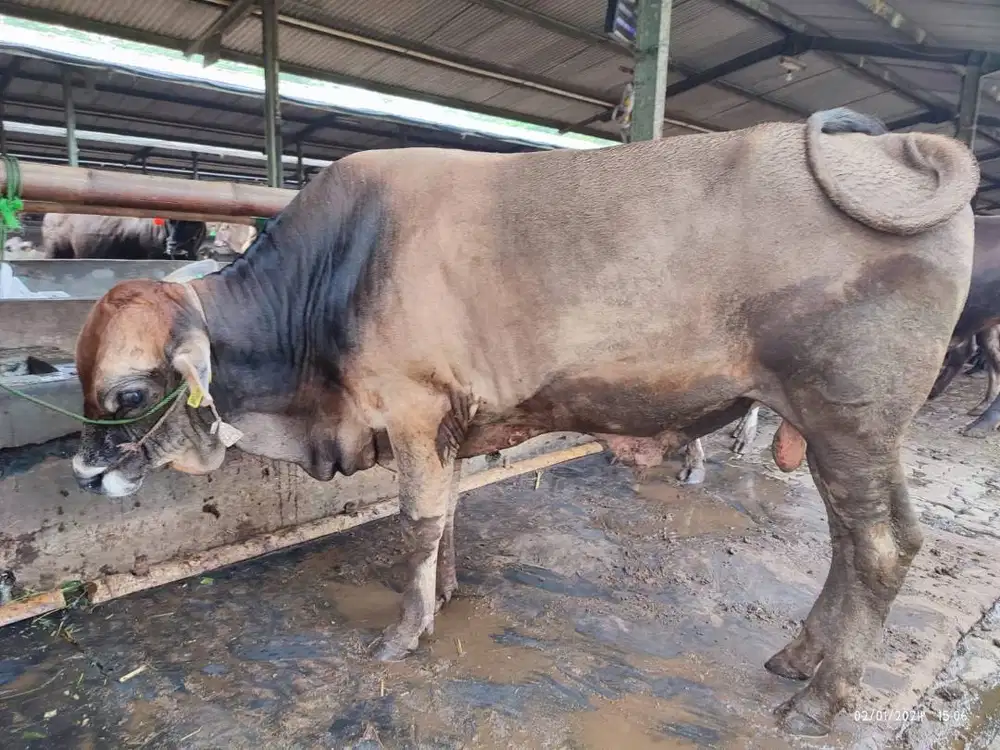 cicilan 5jt/bln 5x sapi kurban 350kiloan timbang riil jamin manteb top