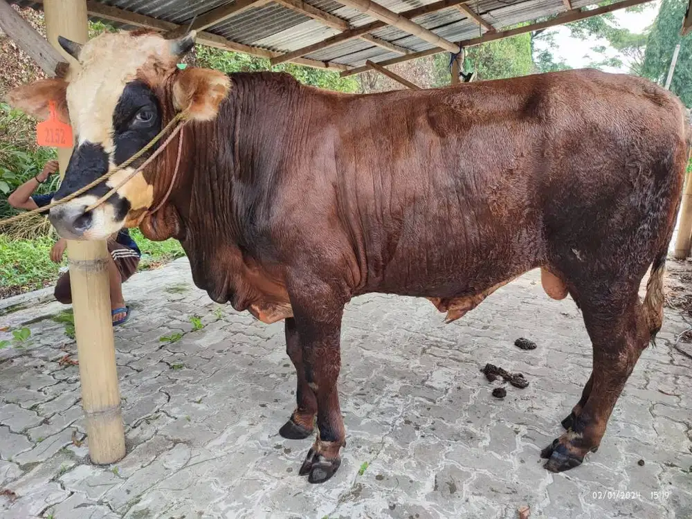 cicilan 5jt/bln 5x sapi kurban 350kiloan timbang riil rawatan kandang
