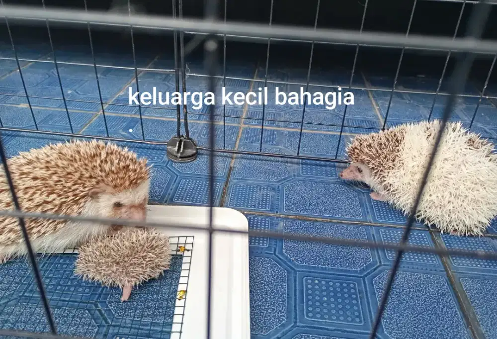 landak mini dewasa 1 keluarga kecil