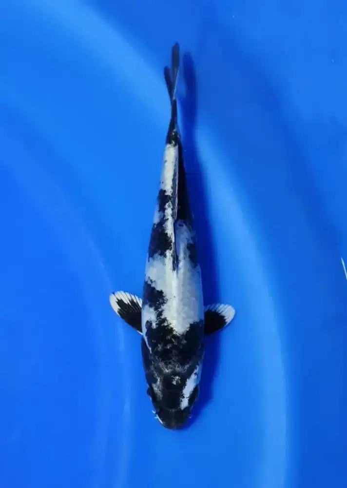 Koi Gin Shiro Utsuri