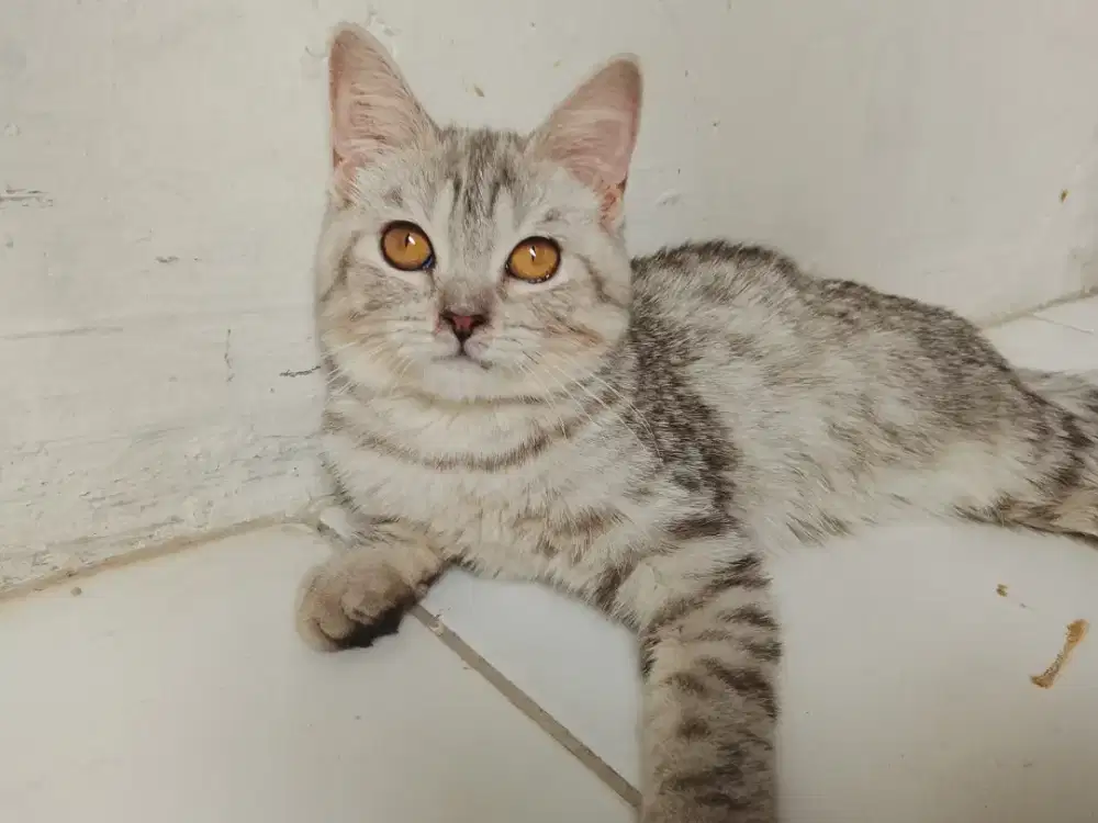 British shothair(BSH) purebread betina warna silver usia 4bulan