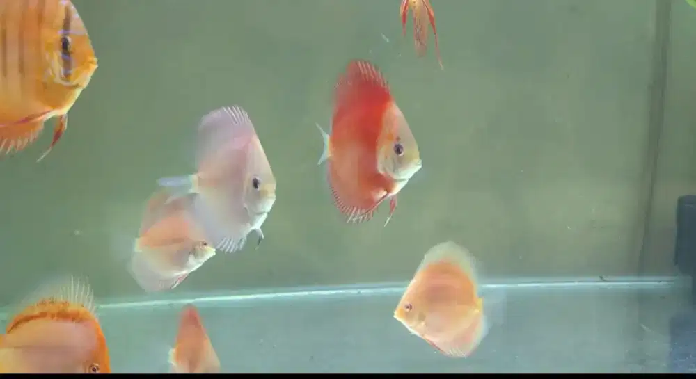 Jual borongan discus