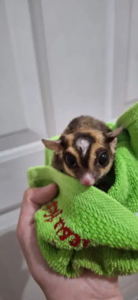 Sugar glider remaja