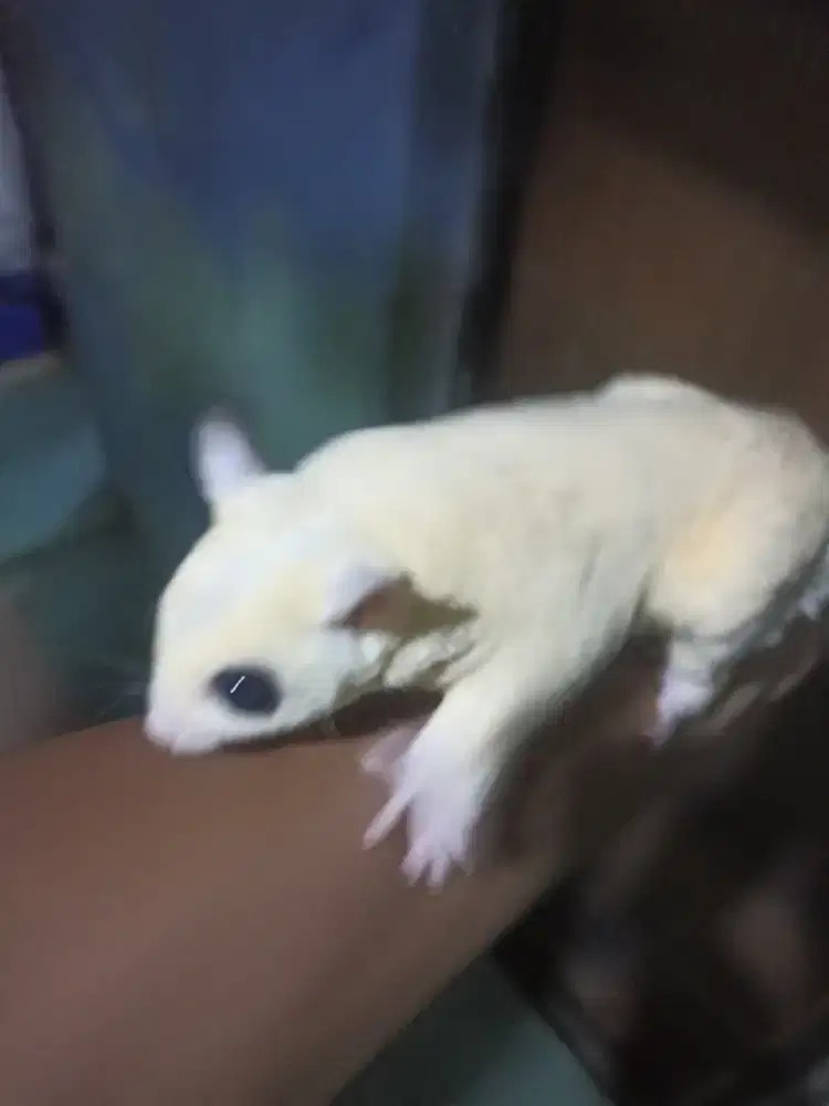 Sepasang Indukan Sugar Glider Leucistic