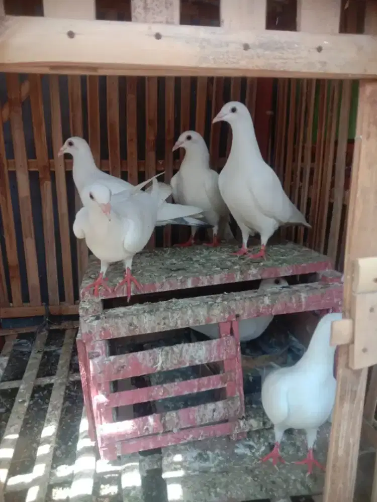 Burung Dara pos ada 20 ekor