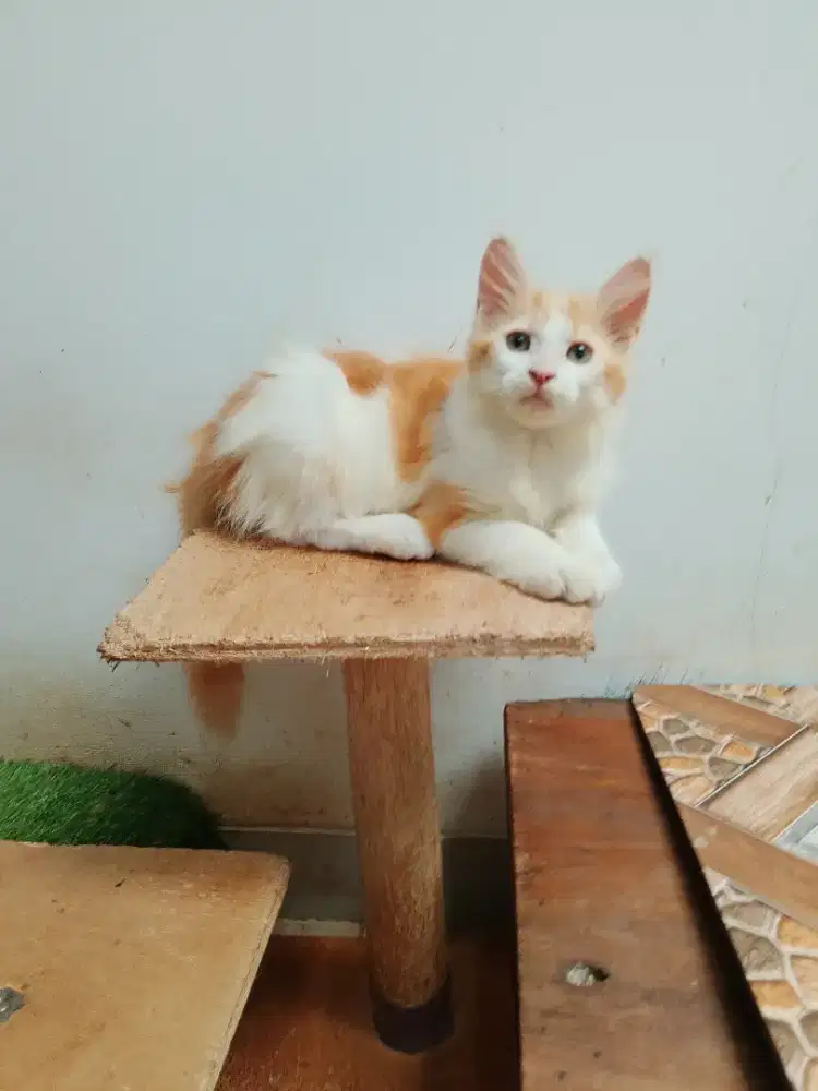 Kitten mainecoon betina pure bkn mix. Induk ped CFA.
