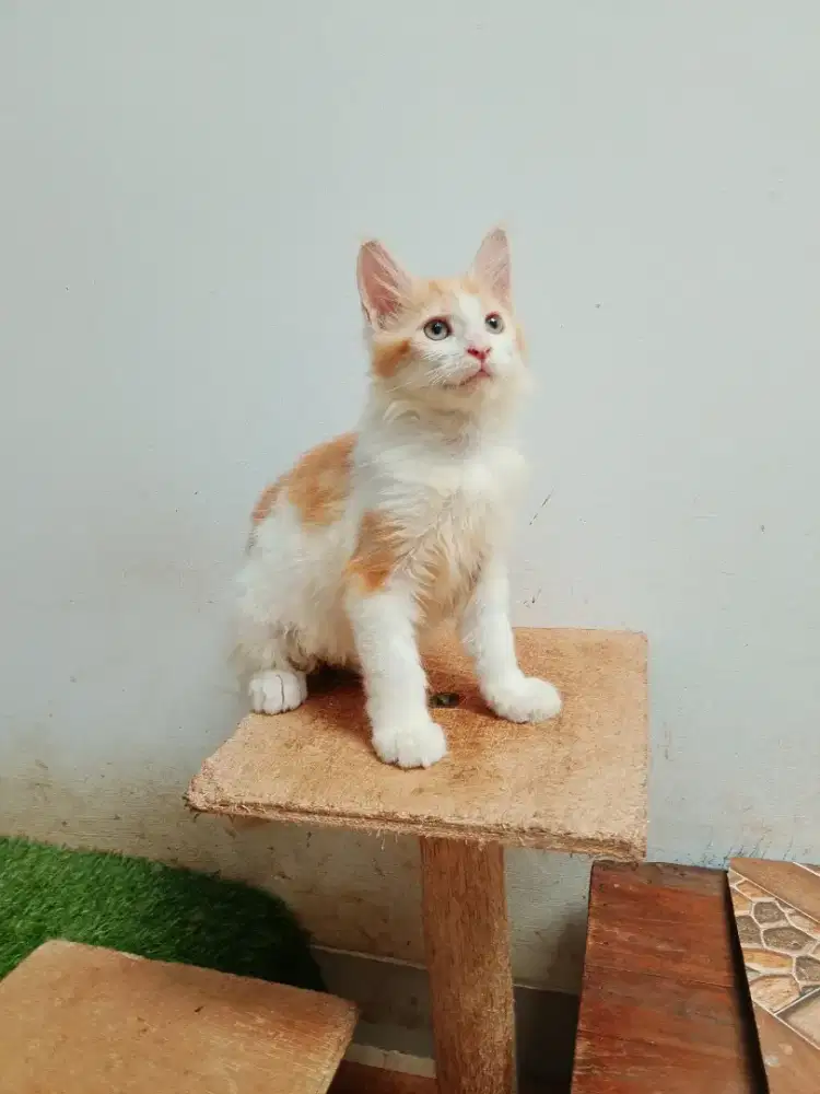 Kitten mainecoon betina pure bkn mix. Induk ped CFA