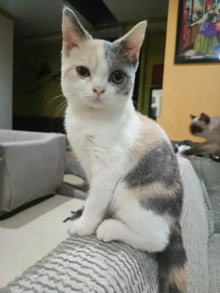 Open Adop Kucing BSH Calico