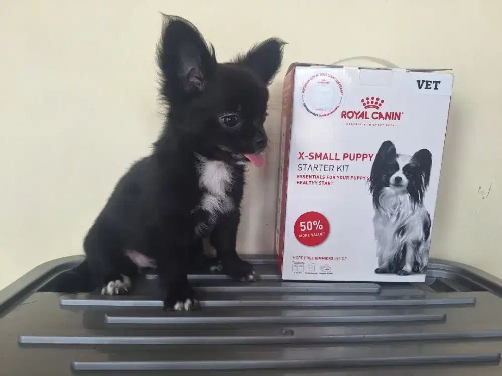 Chihuahua Hitam Manis
