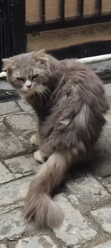 Kucing Persia Betina dewasa Abu Silver Sehat