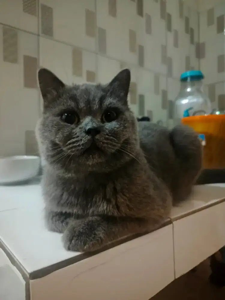 Open Adop Kucing BSH Blue