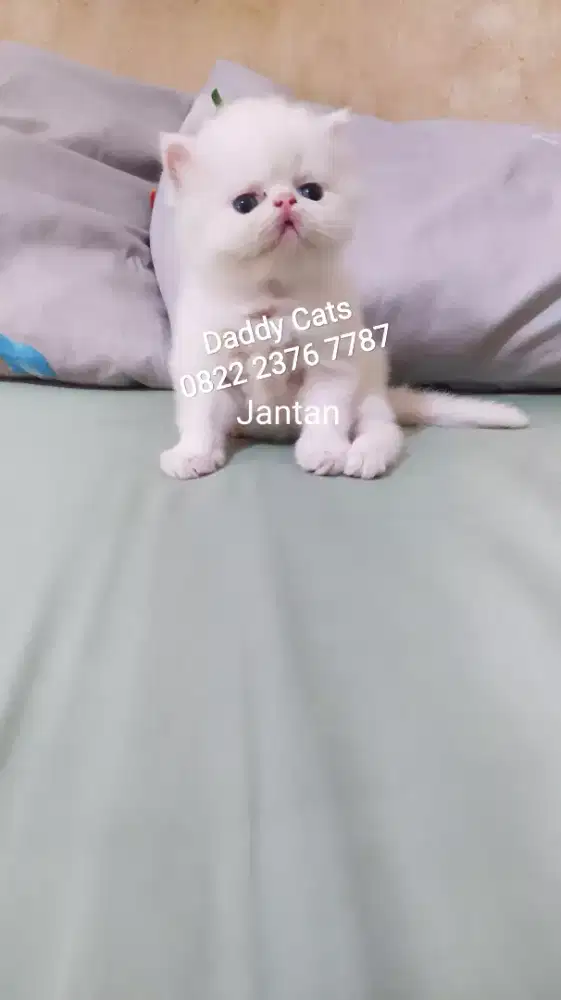 Kitten Persian Jantan 3 Oktober'25