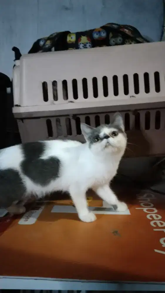 Kitten Persia Putih abu Betina shorthair