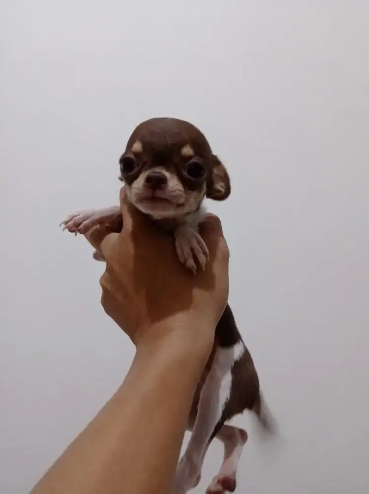 Chihuahua Mini size