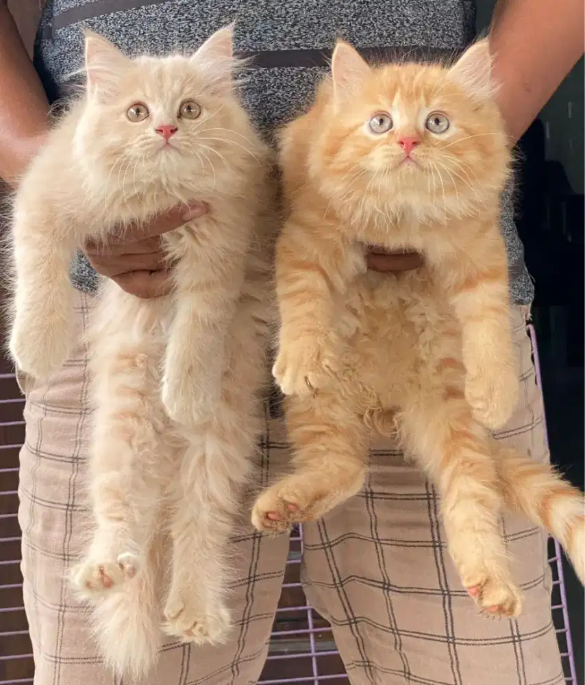 Kucing kitten ras persia longhair