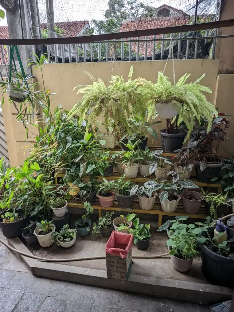 Nyari pembantu yang jujur