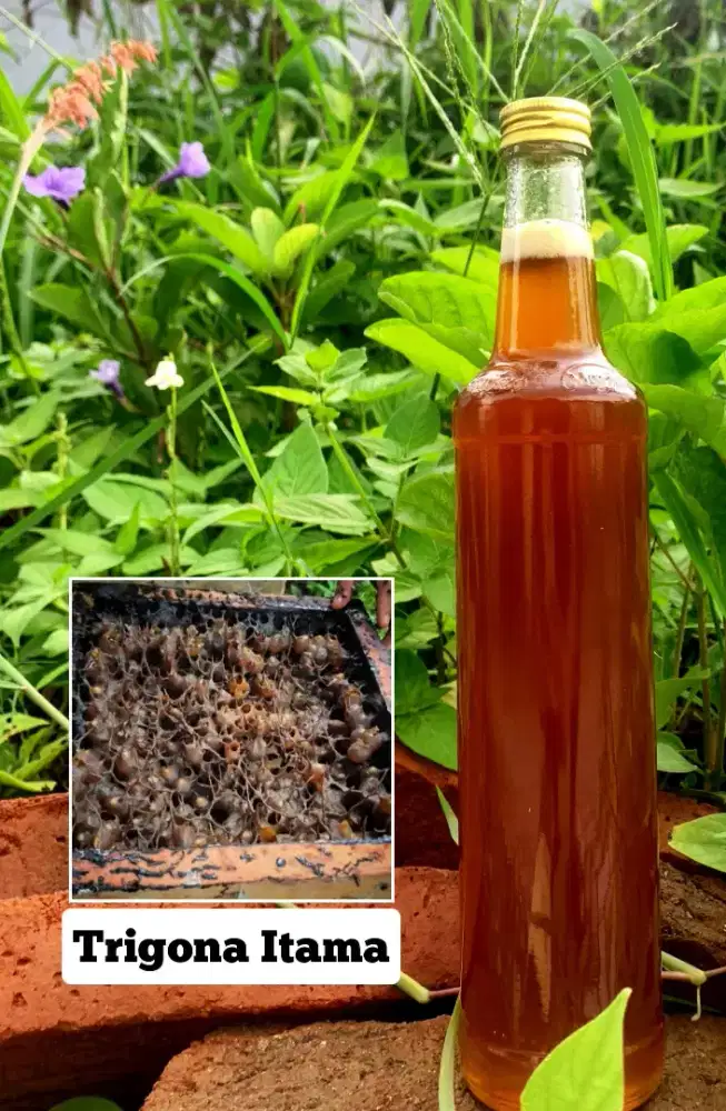 Madu hutan klanceng trigona itama