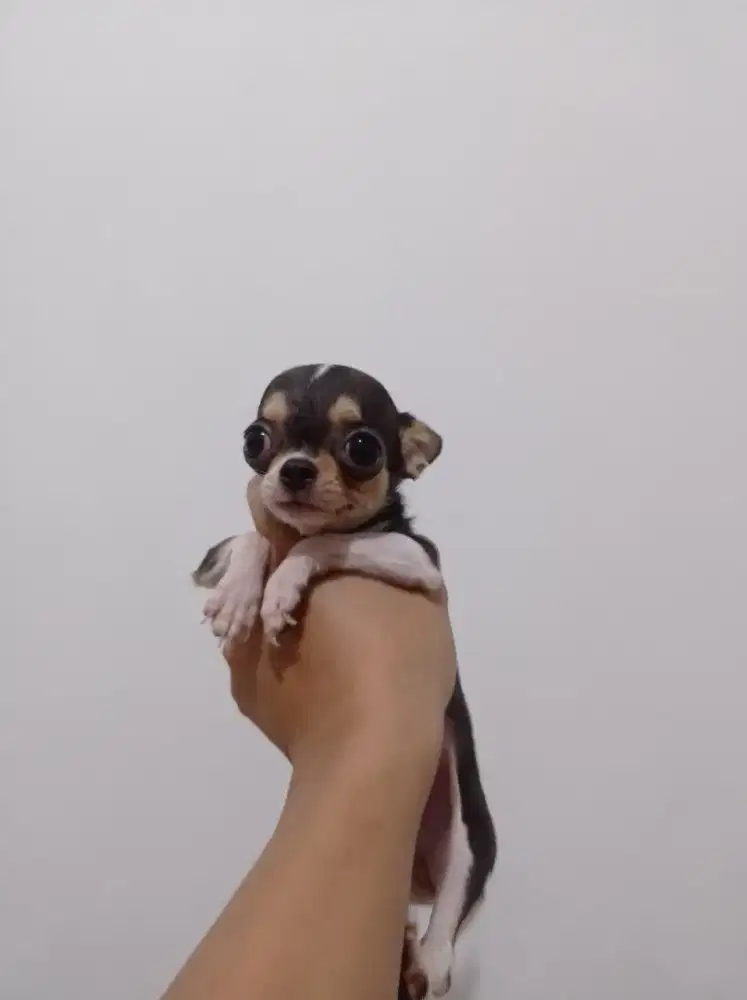 Chihuahha Mini size