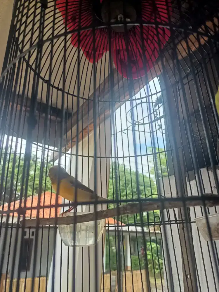 Dijual burung kenari loper