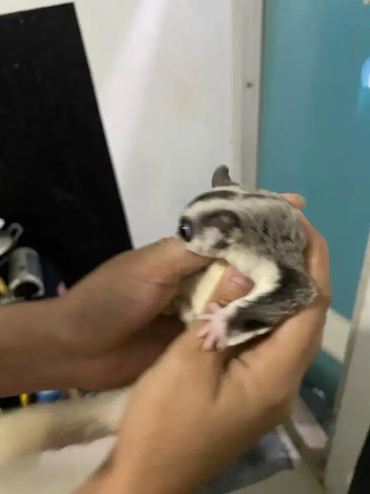 SUGARGLIDER WHITE FACE RINGTAIL
