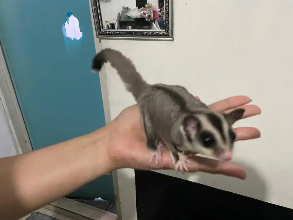SUGARGLIDER WHITE FACE RINGTAIL