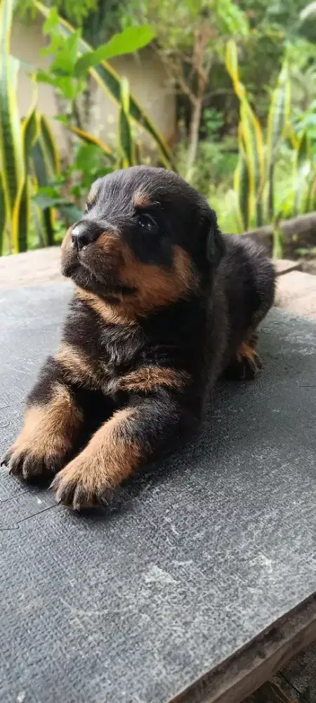 Rottweiler puppy Stambun dan vaksin lengkap