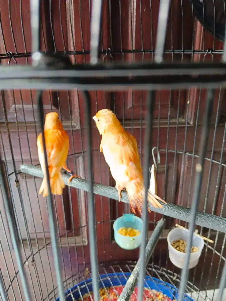 Spasang kenari merlok paud