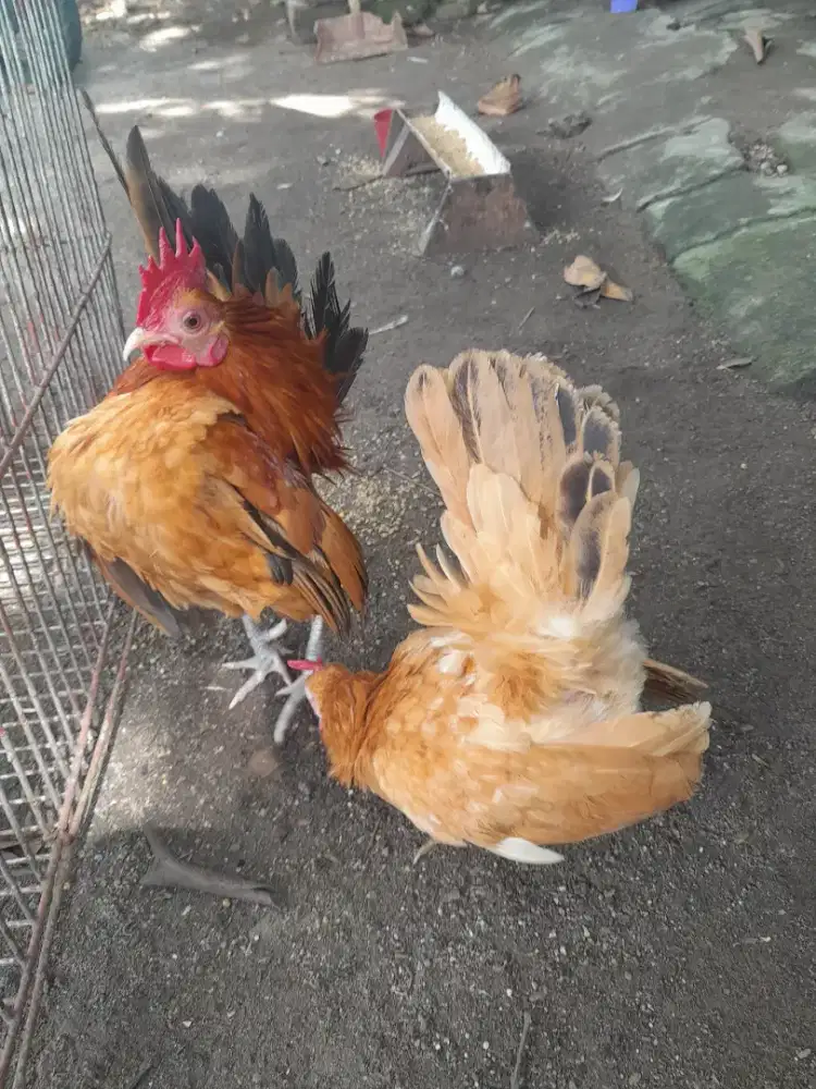 Ayam serama pondok bambu