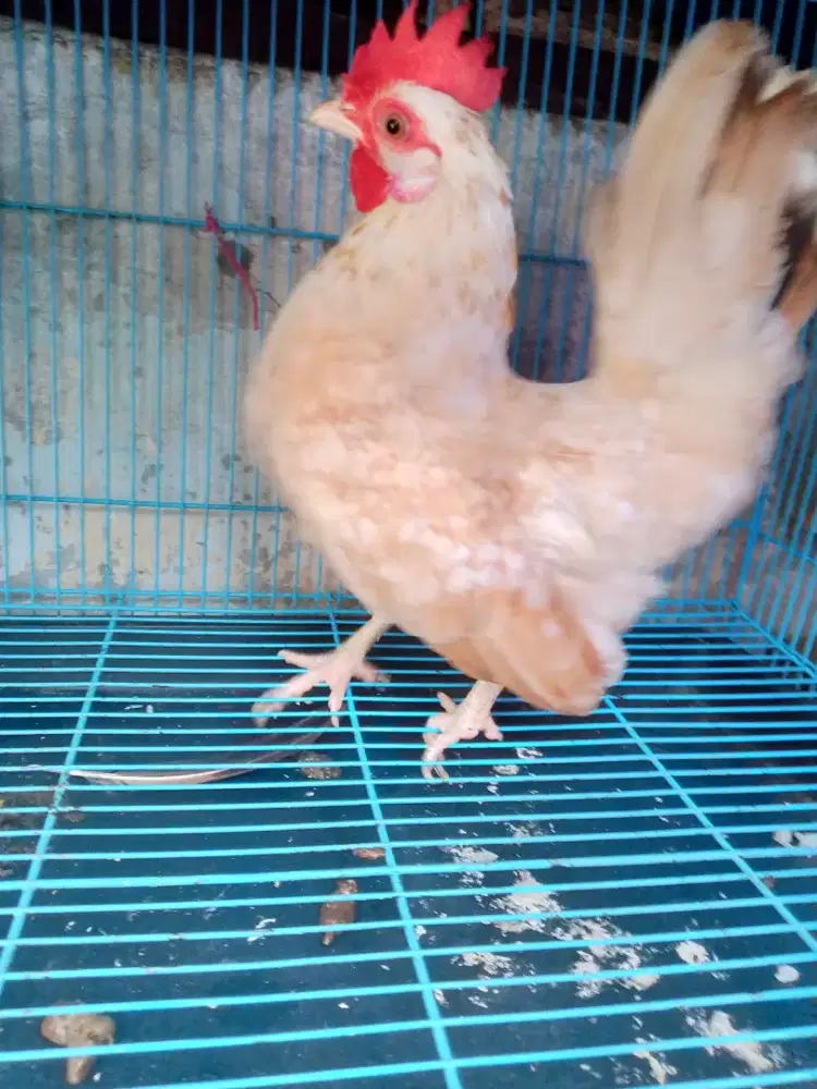Ayam Kate tema betina