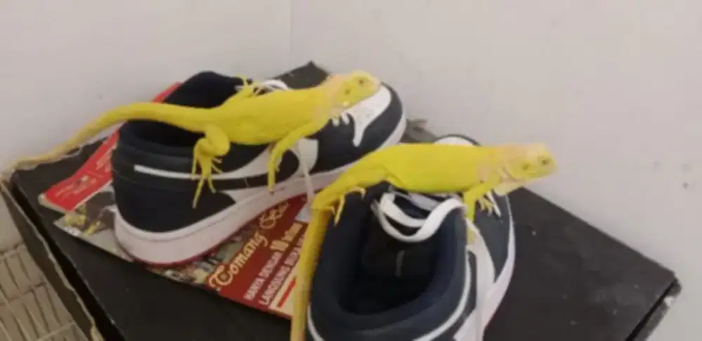 Baby up albino unsex