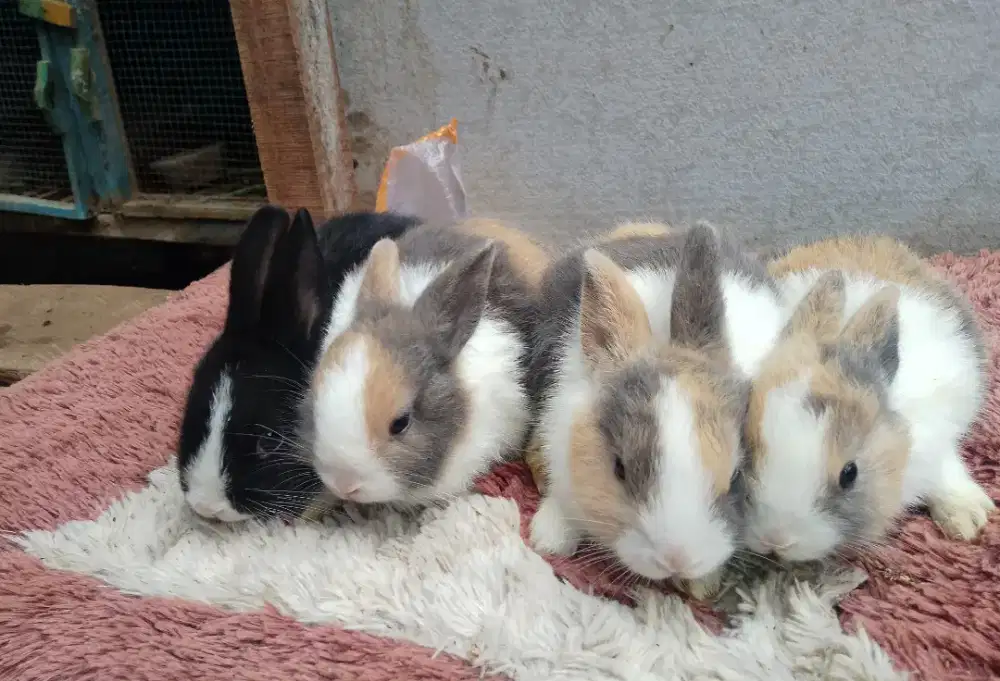 Anakan kelinci dutch super murah berkualitas