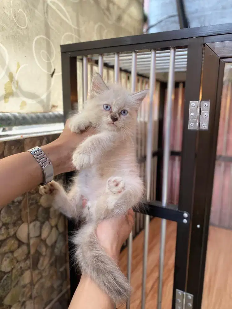 himalaya blue eye jantan