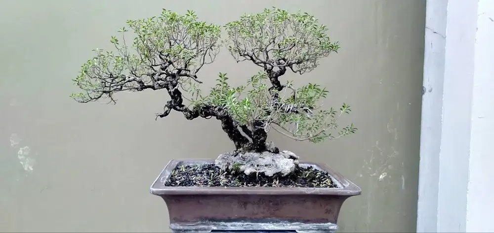 Bonsai Santigi ( pemphis acidula )
