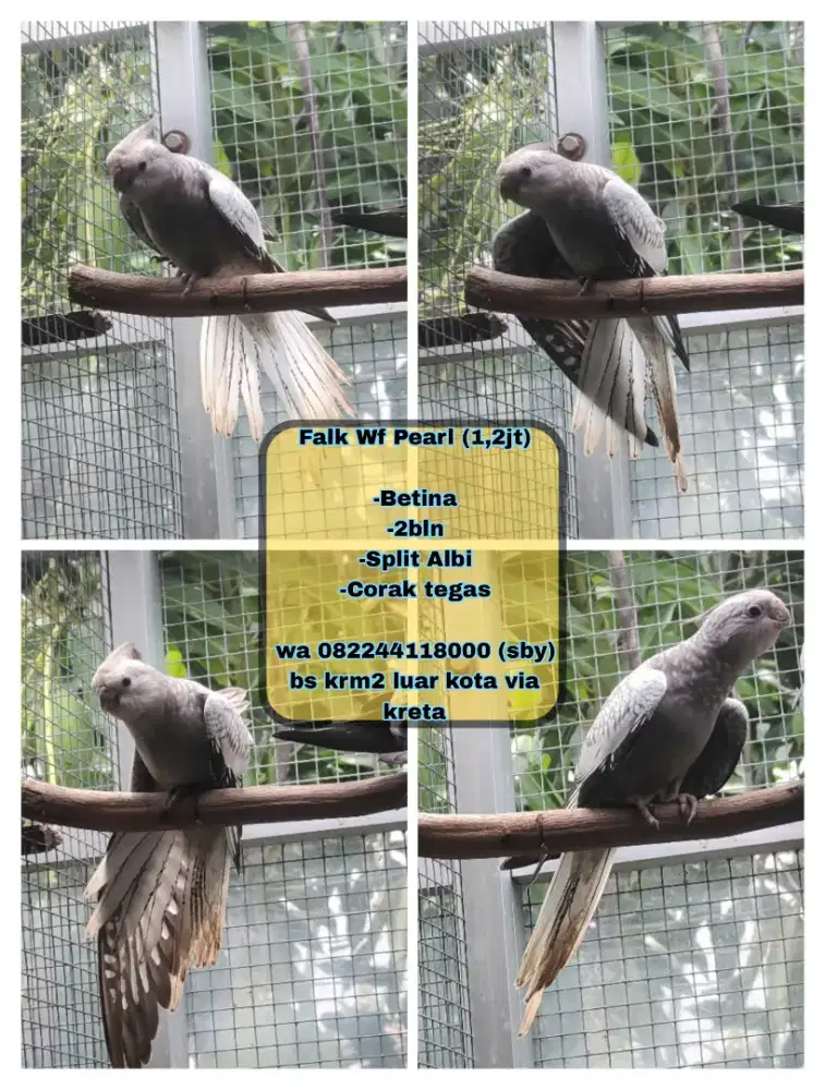 Falk Wf pearl (split albi)