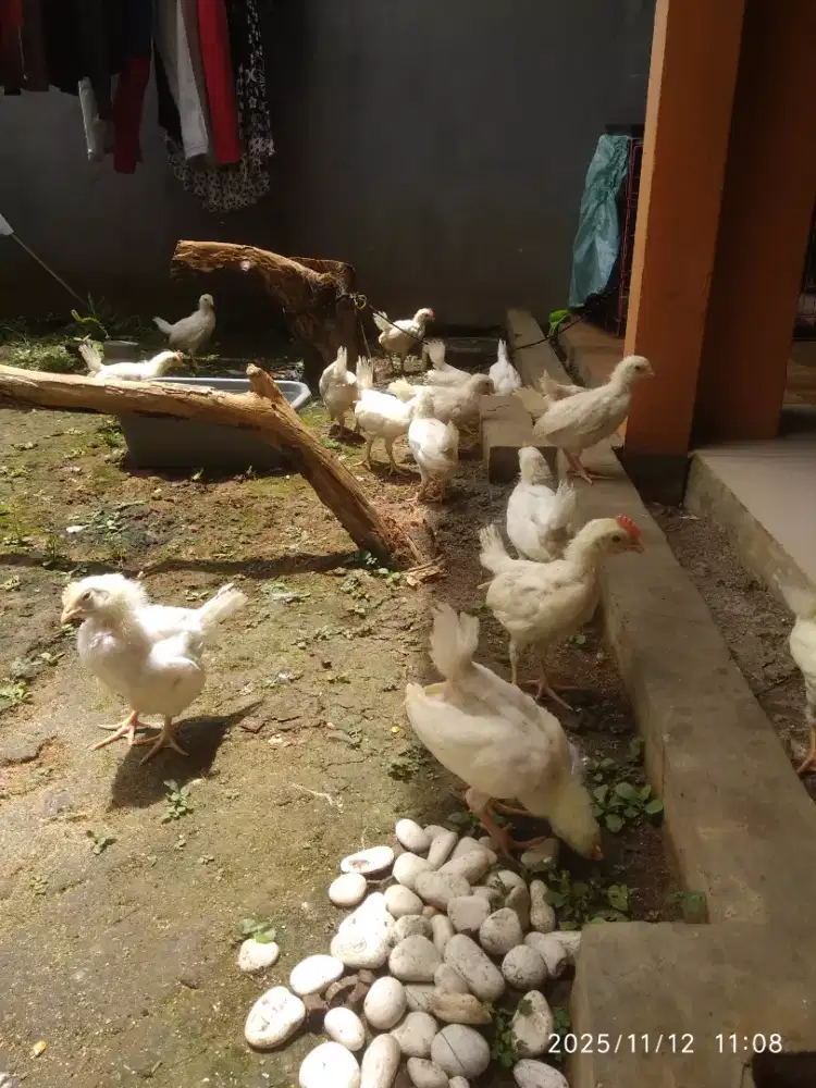 Ready ayam petelur jntn ( bojonggede bogor)