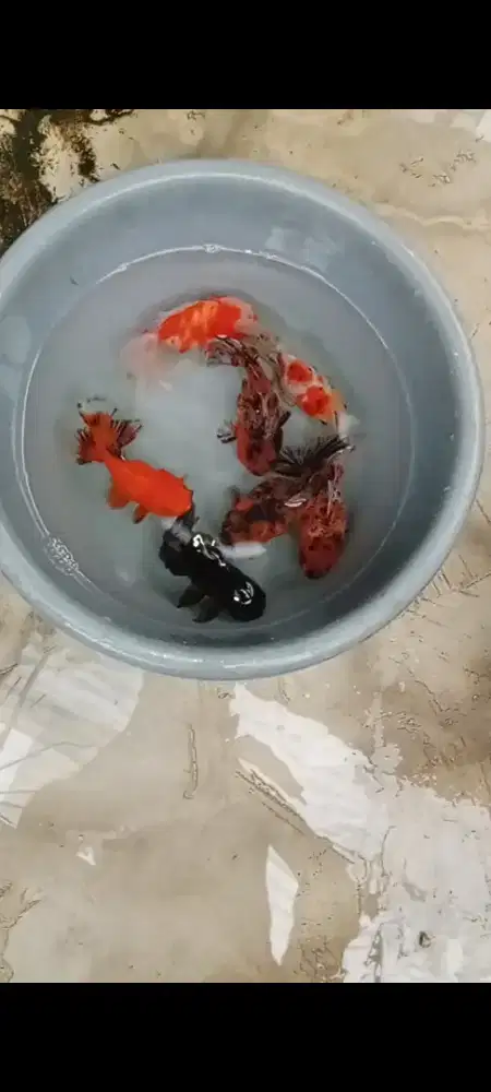 Koki Rosetail 7 ekor