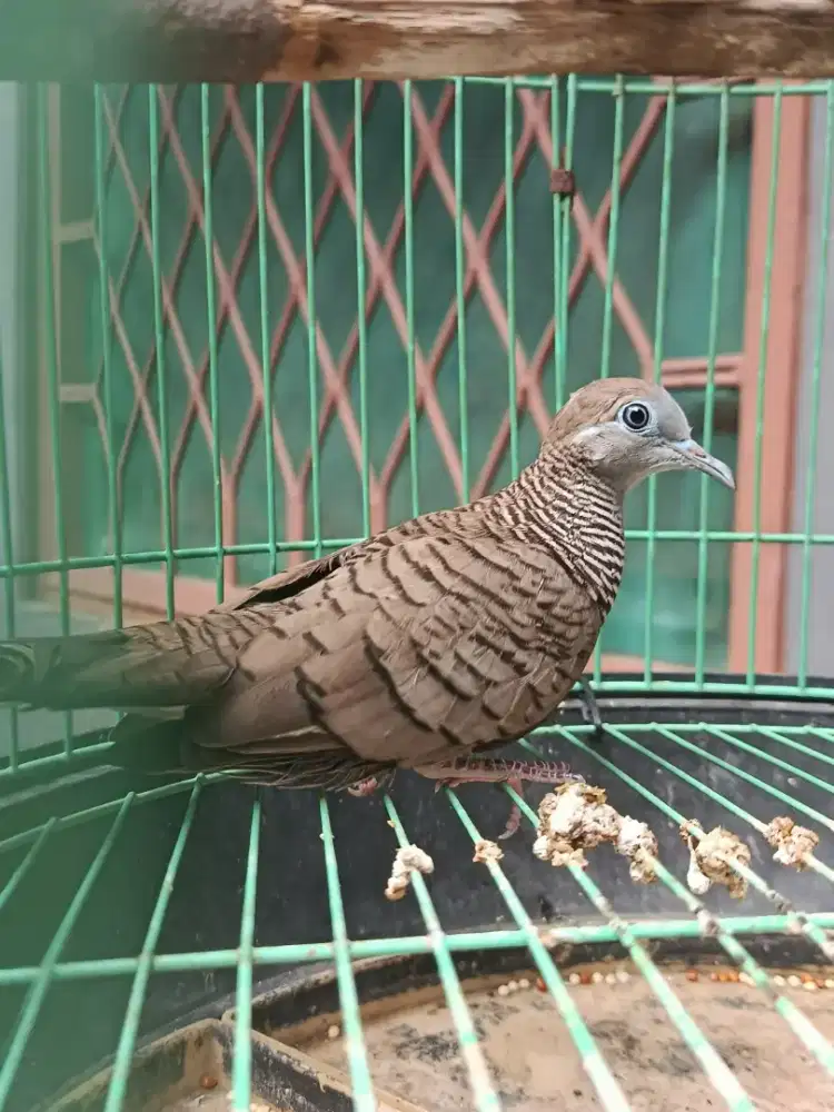 Burung perkutut lokal