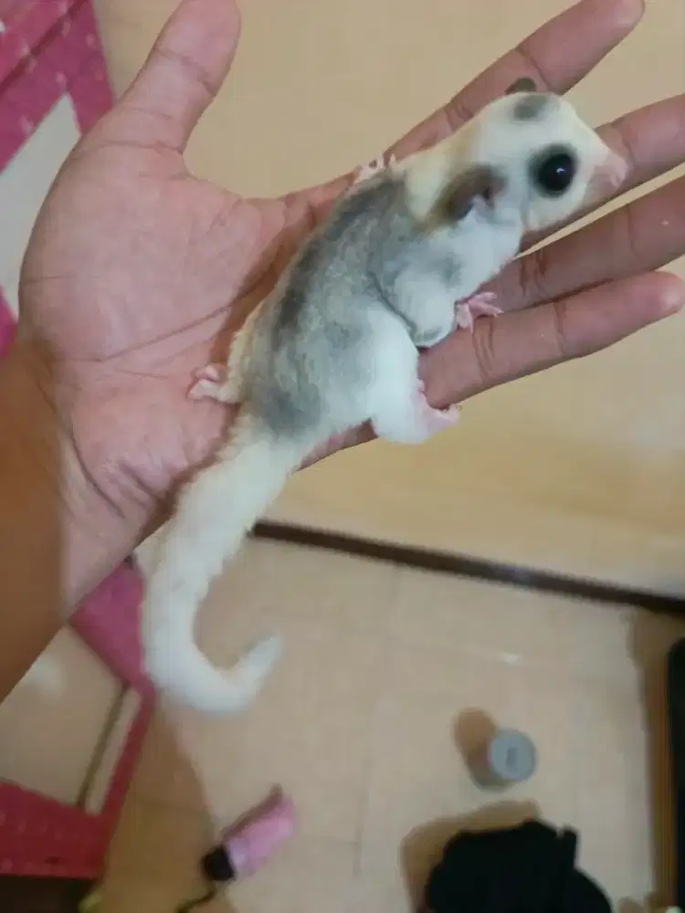 4 ekor sugar glider